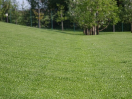 10 patarimų, kaip išsirinkti vejoms skirtas trąšas