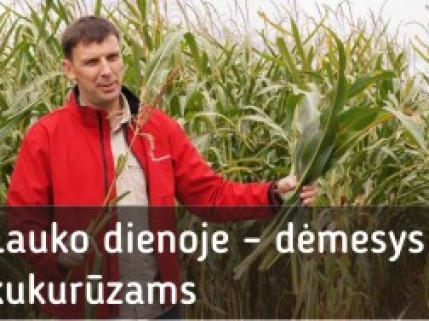 Lauko dienoje – dėmesys kukurūzams