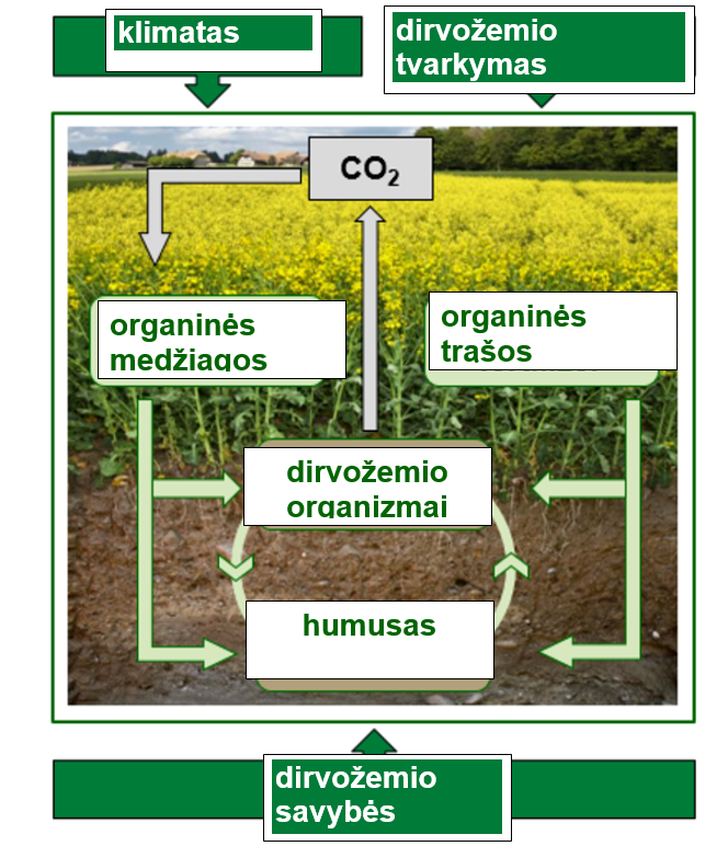 Virtualus arimo ciklas: humusas ir C02 kaupimasis